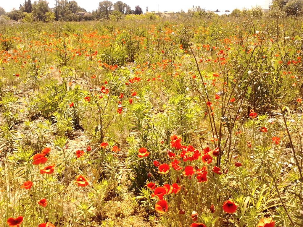 Green Fields Padova Dış mekan fotoğraf