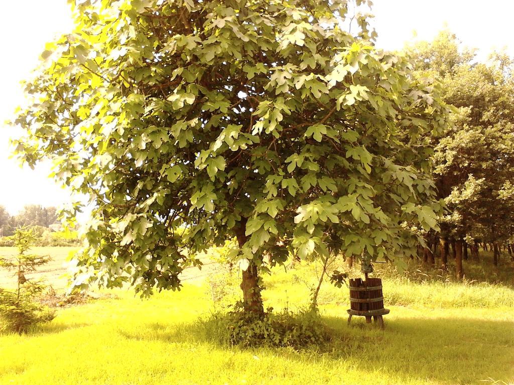 Green Fields Padova Dış mekan fotoğraf