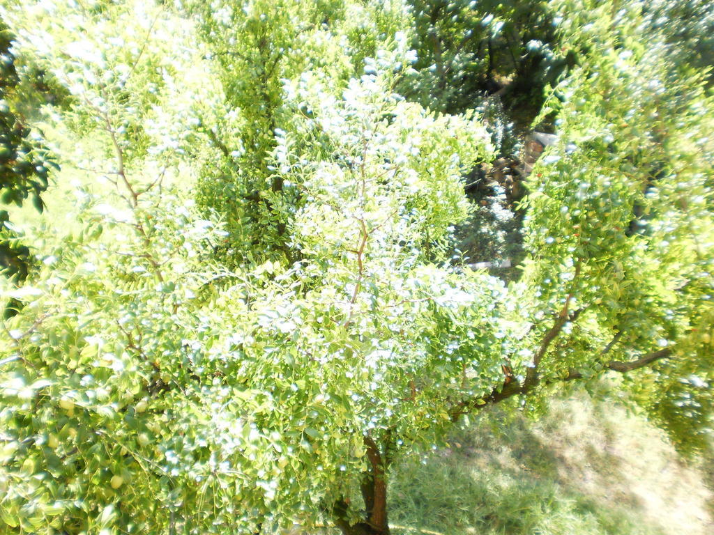Green Fields Padova Dış mekan fotoğraf